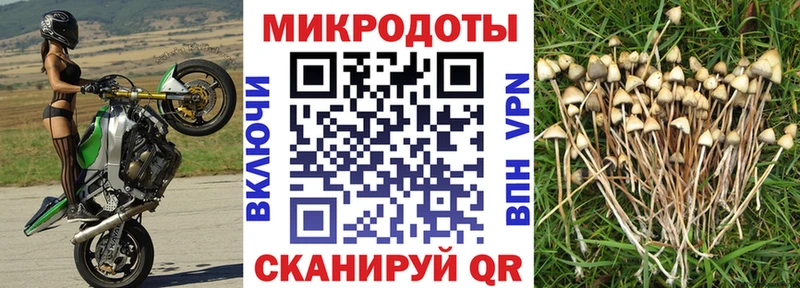 mega как зайти  наркотики  Змеиногорск  Псилоцибиновые грибы Psilocybe 